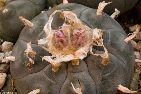 Image of peyote