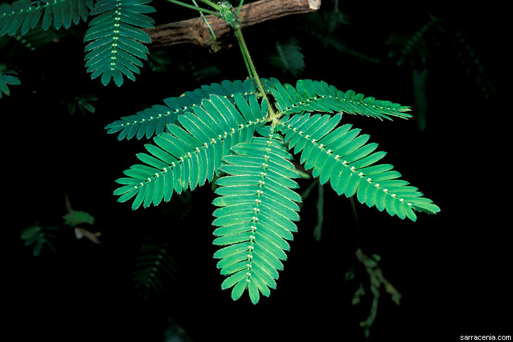 Image of Sensitive Plant