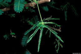 Image of Sensitive Plant