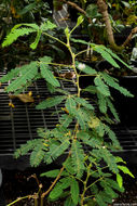 Image of Sensitive Plant