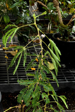 Image of Sensitive Plant