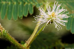 Image of Sensitive Plant