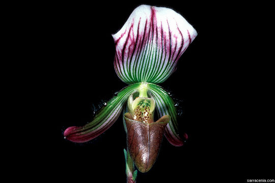 Image of Callus Paphiopedilum