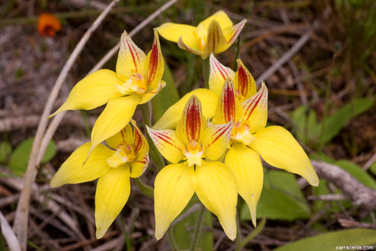 Image of Caladenia flava R. Br.