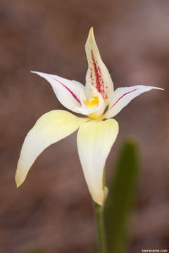 Image de Caladenia flava R. Br.