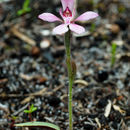 Image of Little pink fan orchid