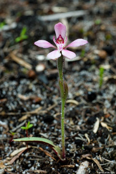 Image of Little pink fan orchid