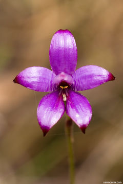 Image of <i>Elythranthera brunonis</i>