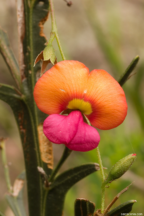 Image of Kennedia coccinea Vent.