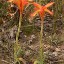 Image of Anigozanthos humilis Lindl.