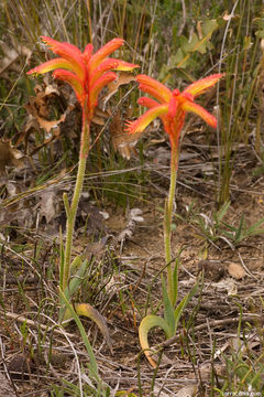 Imagem de Anigozanthos humilis Lindl.