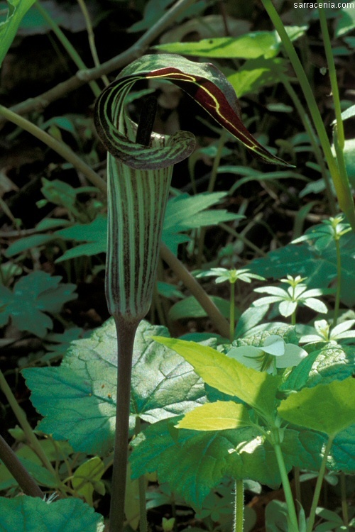 Слика од Arisaema triphyllum (L.) Schott