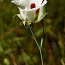 Image of white mariposa lily