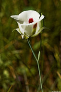 Imagem de Calochortus eurycarpus S. Watson