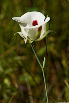 Image of white mariposa lily