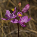 Image of tuberous grasspink