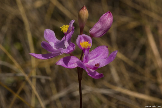 Imagem de Calopogon tuberosus (L.) Britton, Sterns & Poggenb.