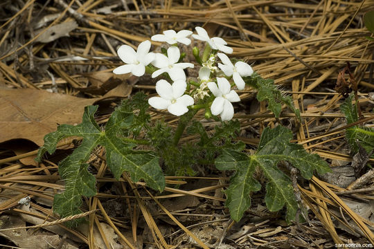 Слика од Cnidoscolus urens (L.) Arthur