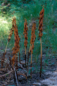 Image of Spotted coralroot