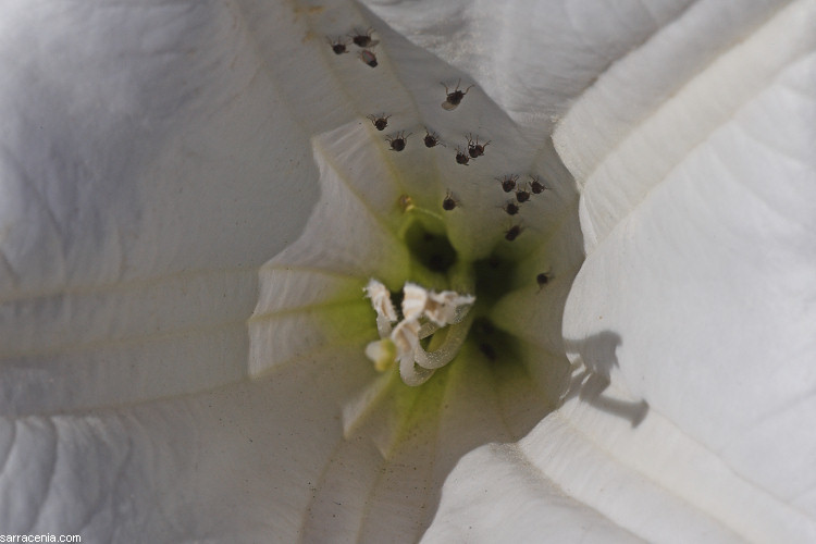 Imagem de Datura wrightii Hort. ex Regel