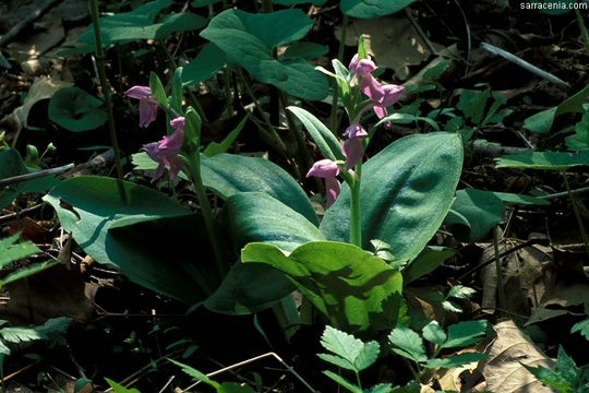 Image of showy orchid