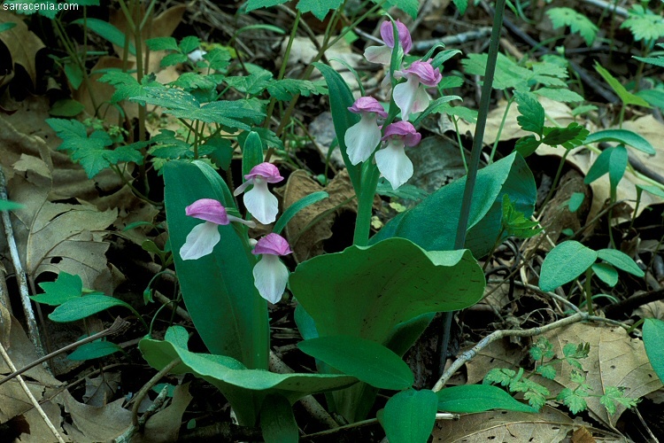 Image of showy orchid