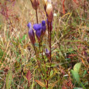 Image of greater fringed gentian