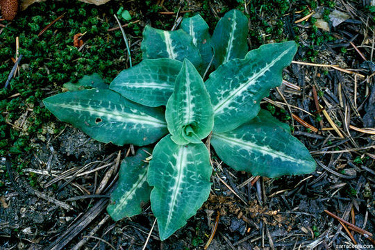 Image of Giant Rattlesnake-plantain