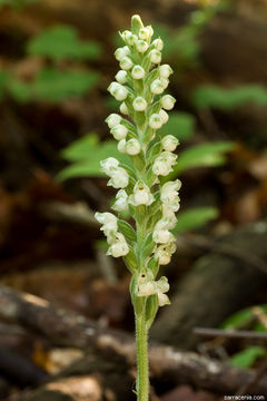 Image of downy rattlesnake plantain