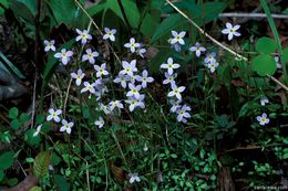 Image of azure bluet