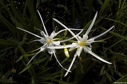 Image of spiderlily