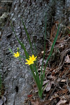 Sivun Hypoxis hirsuta (L.) Coville kuva