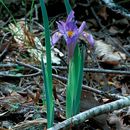 Sivun Iris verna L. kuva
