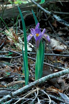 Sivun Iris verna L. kuva