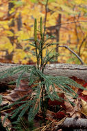 Imagem de <i>Lycopodium obscurum</i>