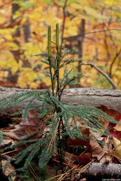 Image of <i>Lycopodium obscurum</i>