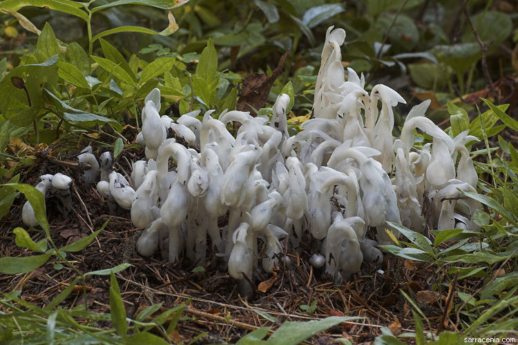 Image of Indian Pipe