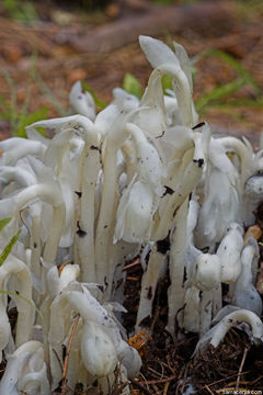 Image of Indian Pipe