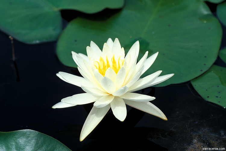 Image of American white waterlily