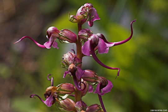 Image of elephanthead lousewort