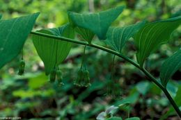 Слика од Polygonatum biflorum (Walter) Elliott