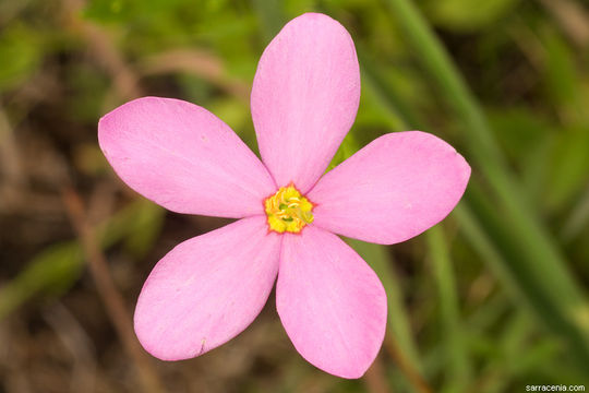 Image de Sabatia angularis (L.) Pursh