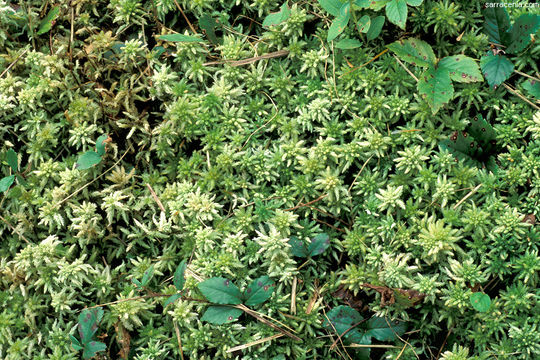 Image of sphagnum