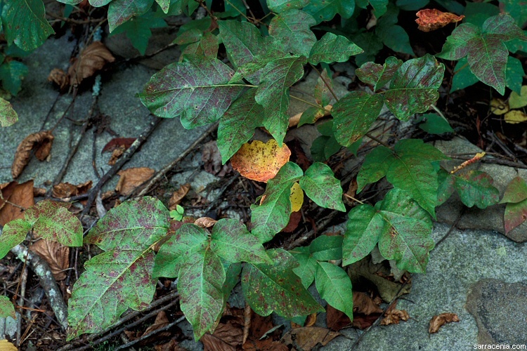 Image of eastern poison ivy