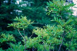 Image of poison sumac