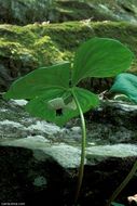 Imagem de Trillium cernuum L.