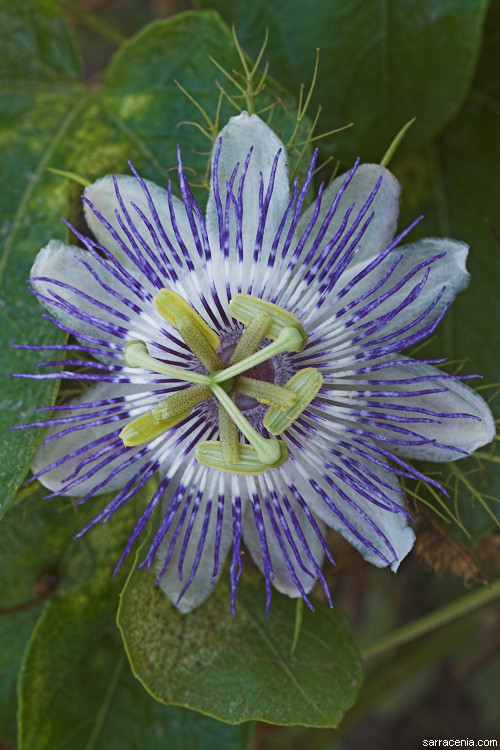 Image of fetid passionflower