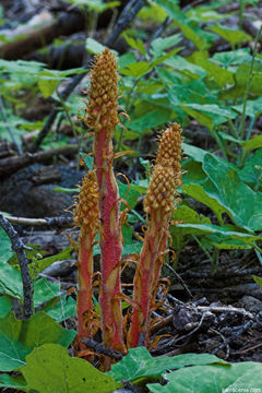 Image of woodland pinedrops