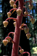Image of woodland pinedrops