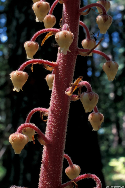 Image of woodland pinedrops